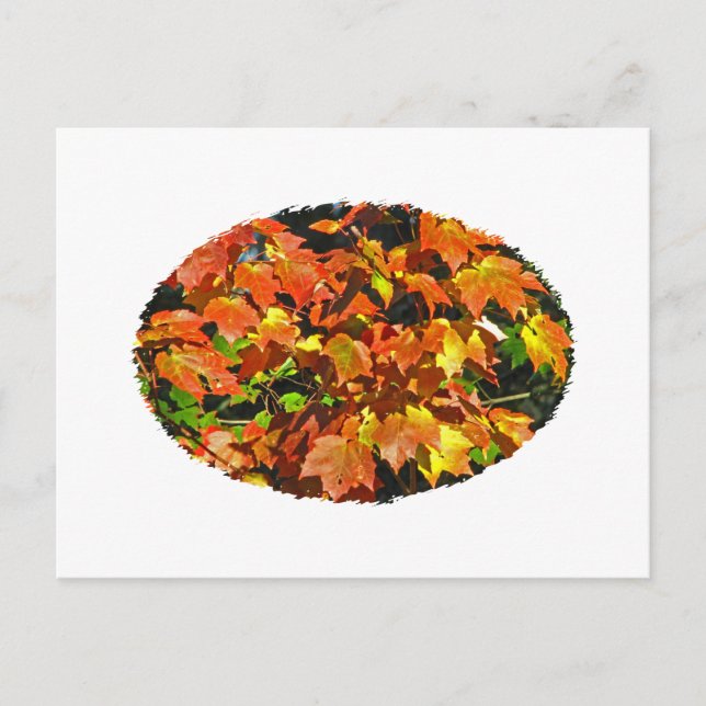 Red Maple (Autumn) Postcard (Front)