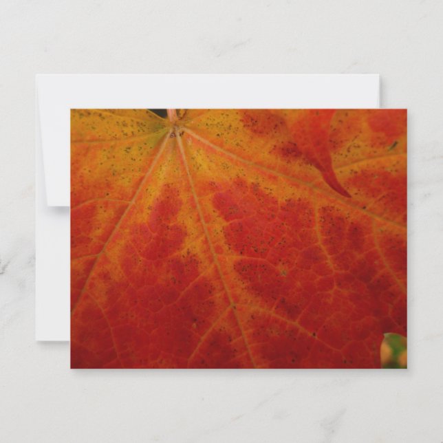 Red Maple Leaf Abstract Autumn Nature Photography Card (Front)