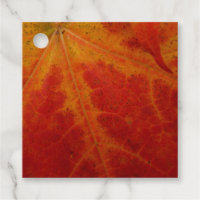 Red Maple Leaf Abstract Autumn Nature Photography