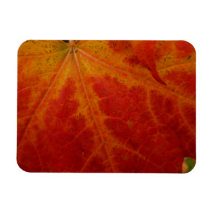 Red Maple Leaf Abstract Autumn Nature Photography Magnet