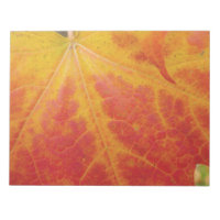 Red Maple Leaf Abstract Autumn Nature Photography