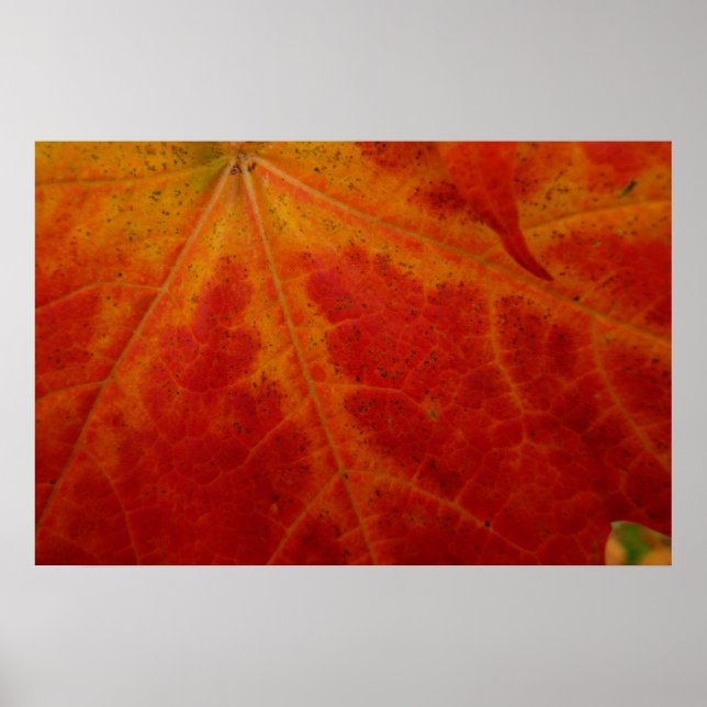 Red Maple Leaf Abstract Autumn Nature Photography Poster (Front)