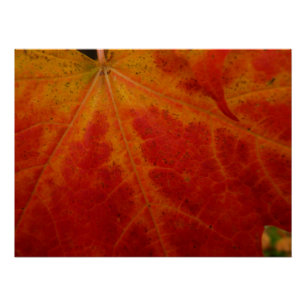 Red Maple Leaf Abstract Autumn Nature Photography Poster