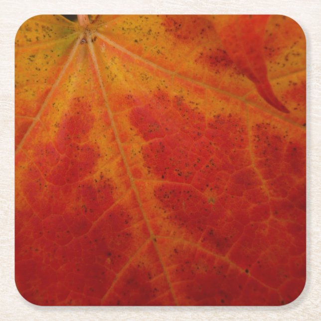 Red Maple Leaf Abstract Autumn Nature Photography Square Paper Coaster (Front)