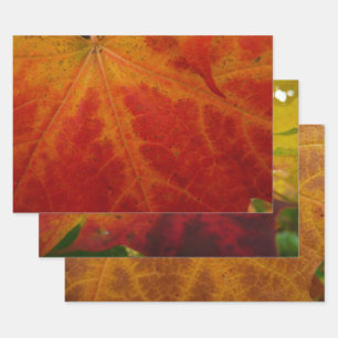 Red Maple Leaf Abstract Autumn Nature Photography Wrapping Paper Sheet