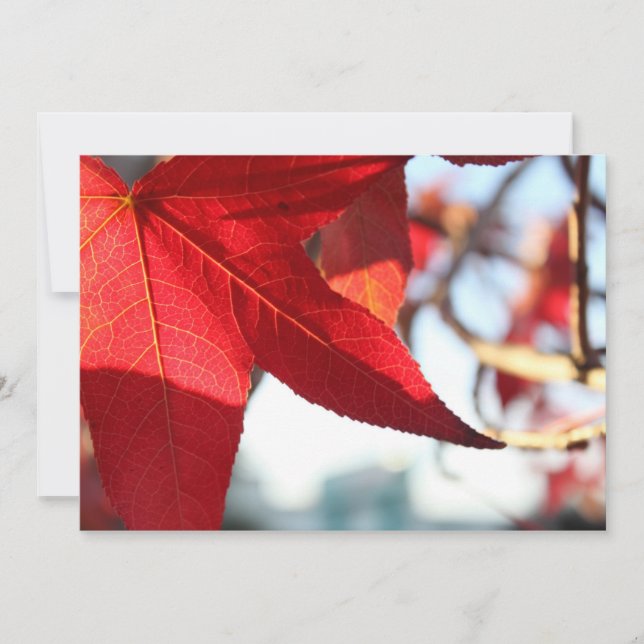 Red Maple Leaf Invitation (Front)