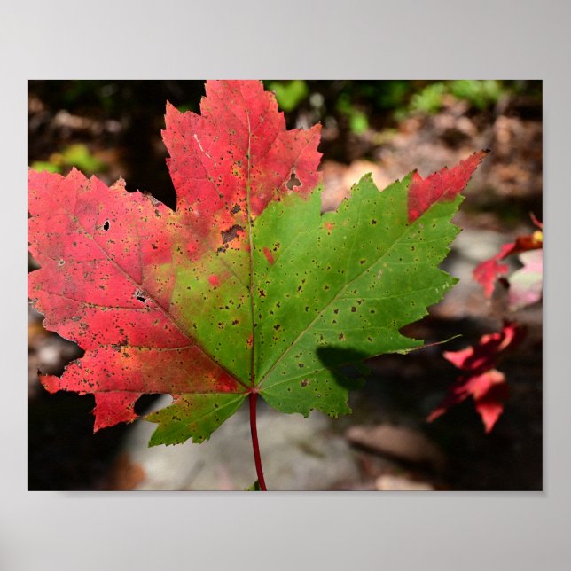 Red Maple Leaf on the Trail Poster (Front)