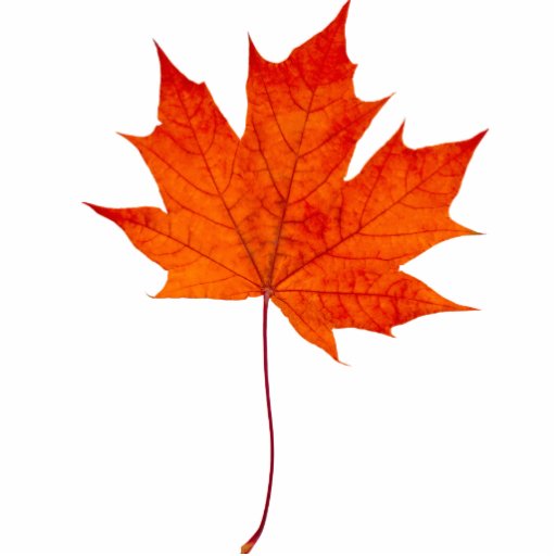 Red maple leaf | Zazzle