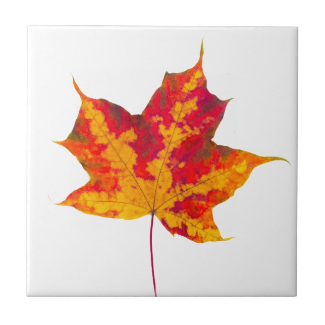 Red maple leaf tile (Front)