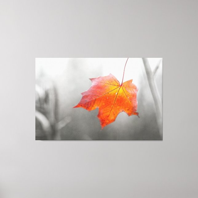 Red Maple Leaf - Velvet Autumn Canvas Print (Front)