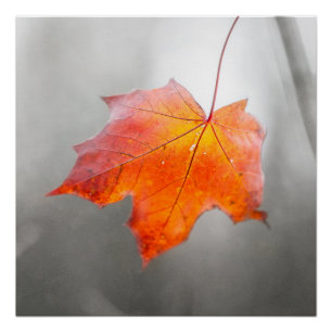 Red Maple Leaf - Velvet Autumn Poster