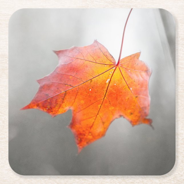 Red Maple Leaf - Velvet Autumn Square Paper Coaster (Front)