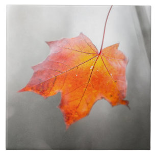 Red Maple Leaf - Velvet Autumn Tile