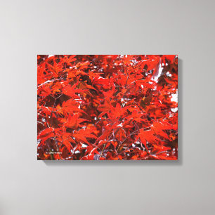 Red Maple Leaves Canvas Print