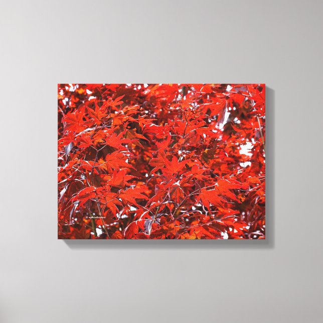 Red Maple Leaves Canvas Print (Front)