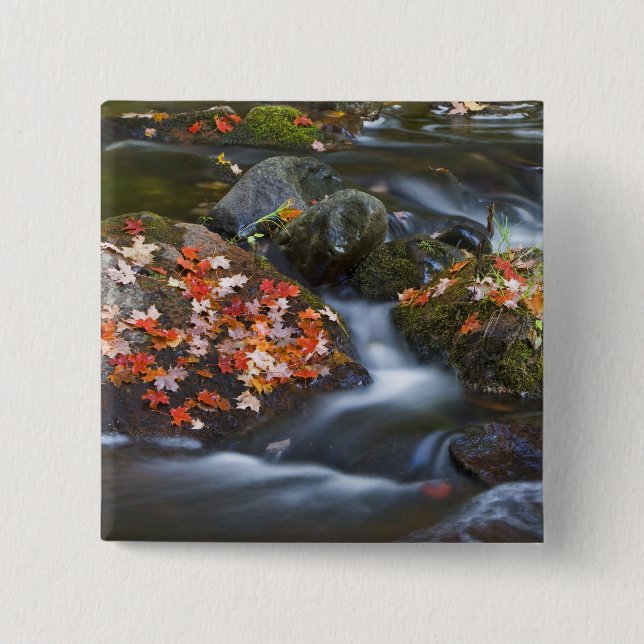 Red maple leaves carpet the rocks in the 2 inch square button (Front)