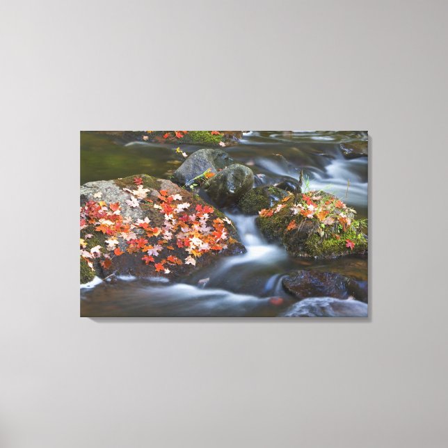 Red maple leaves carpet the rocks in the canvas print (Front)