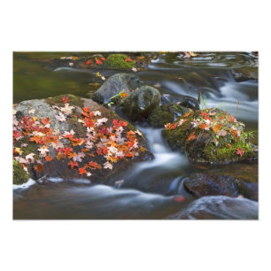 Red maple leaves carpet the rocks in the photo print
