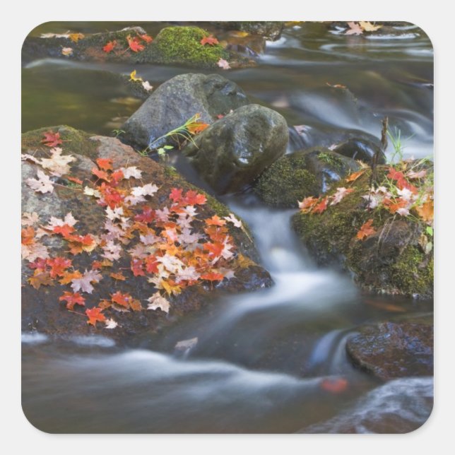 Red maple leaves carpet the rocks in the square sticker (Front)