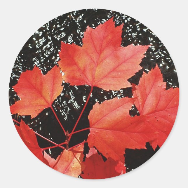 Red Maple Leaves Classic Round Sticker (Front)