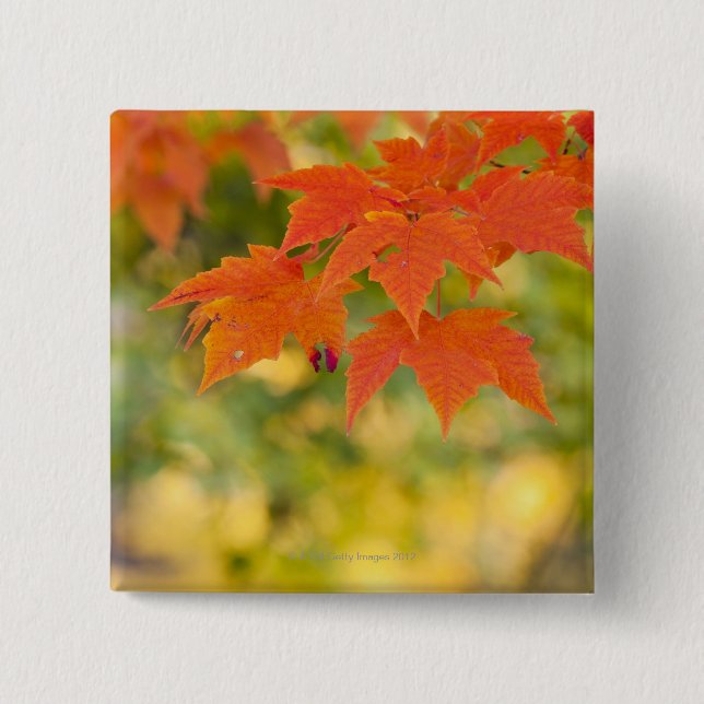 Red Maple Leaves in Autumn 2 Inch Square Button (Front)