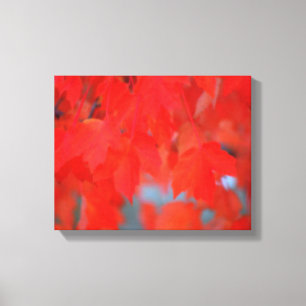 Red Maple Leaves in Autumn Canvas Print
