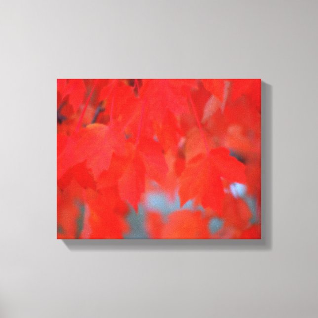 Red Maple Leaves in Autumn Canvas Print (Front)