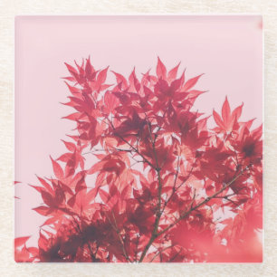 Red Maple Leaves on Pink Glass Coaster