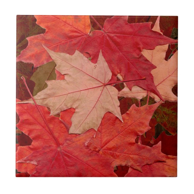 Red Maple Leaves Tile (Front)