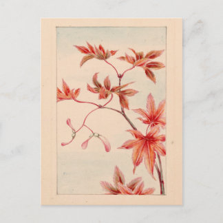 Red maple Postcard