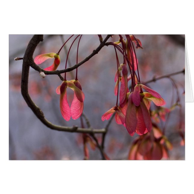 Red Maple Seeds (Front Horizontal)