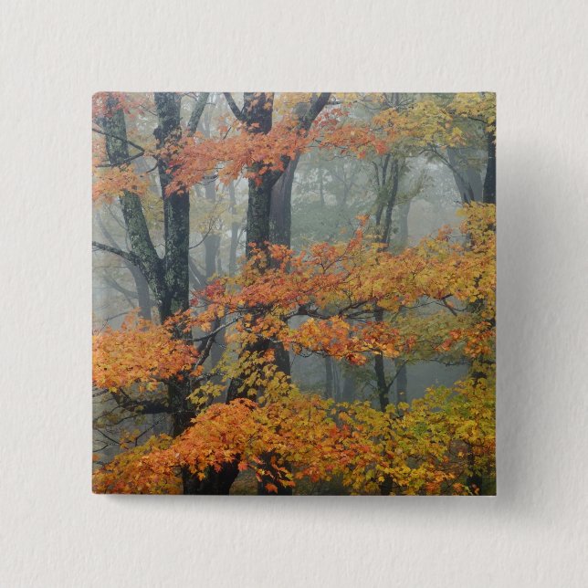 Red Maple tree, Acer rubrum, portrait in foggy 2 Inch Square Button (Front)