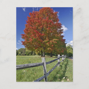 Red Maple tree in autumn colors, near Concord, 2 Postcard