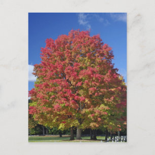 Red Maple tree in autumn colors, near Concord, Postcard