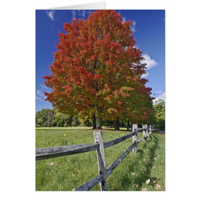 Red Maple tree in autumn colours, near Concord, 2 (Front)