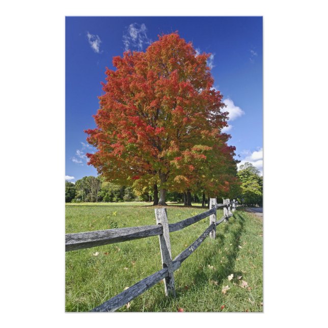 Red Maple tree in autumn colours, near Concord, 2 Photo Print (Front)