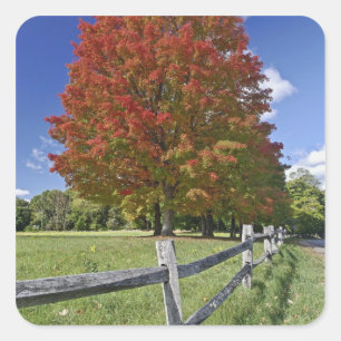 Red Maple tree in autumn colours, near Concord, 2 Square Sticker
