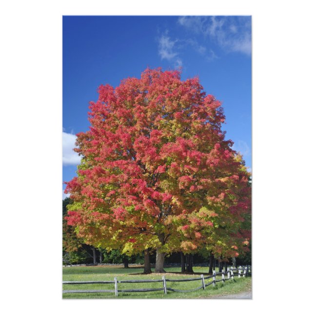 Red Maple tree in autumn colours, near Concord, Photo Print (Front)