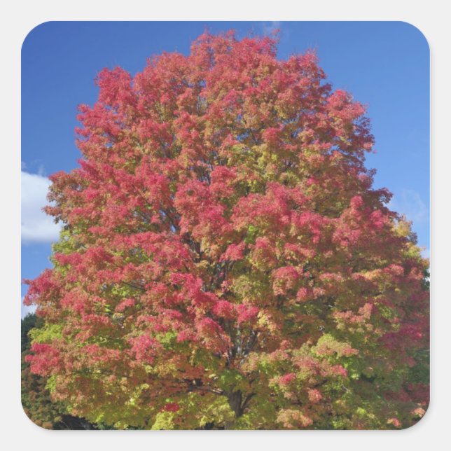 Red Maple tree in autumn colours, near Concord, Square Sticker (Front)