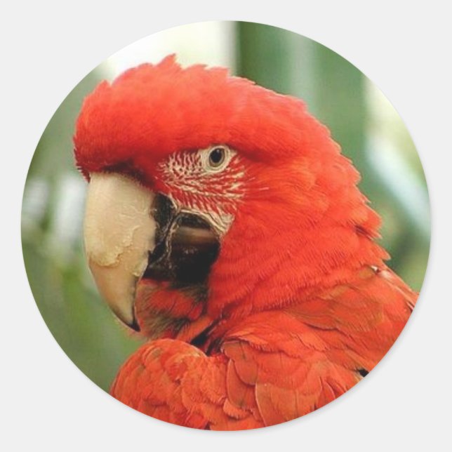 Red McCaw Stickers (Front)