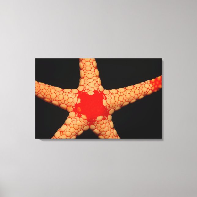 Red-mesh Starfish (Fromia monilis), Maldives. Canvas Print (Front)