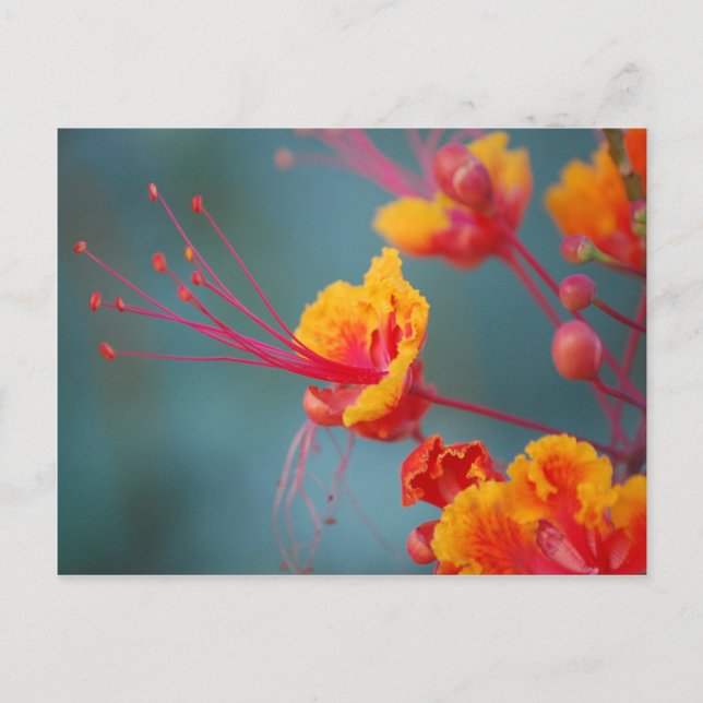 Red Mexican Bird of Paradise Postcard (Front)