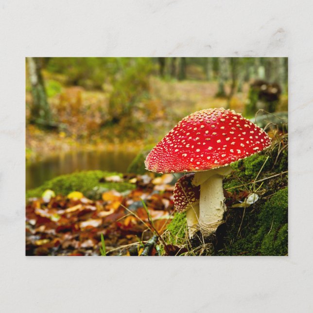Red Mushroom Postcard (Front)
