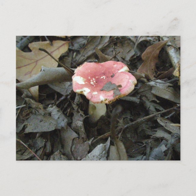 Red Mushroom Postcard (Front)