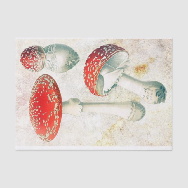 Red mushrooms morel faded distressed background tissue paper (Front)