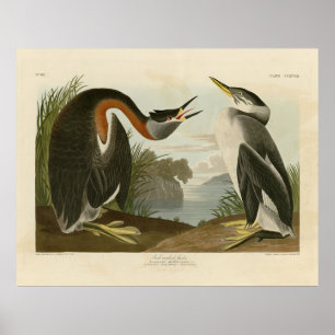 Red-necked Grebe from Audubon's Birds of America Poster