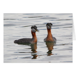 Red-necked Grebe III