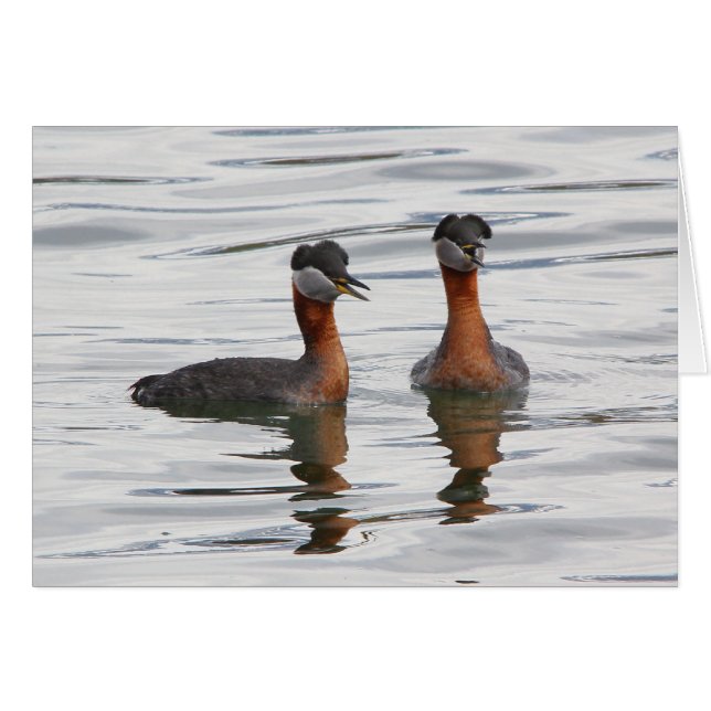 Red-necked Grebe III (Front Horizontal)