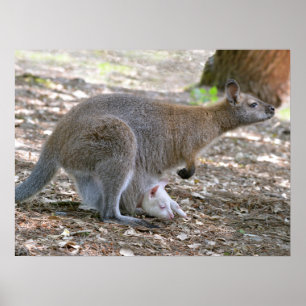 Red-necked wallaby and its joey holiday poster