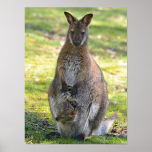 Red-necked wallaby and its joey postcard poster